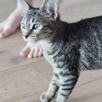 TANG -  Domestic Short Hair Cat for Adoption in Kyle, Texas - TANG | PetCurious
