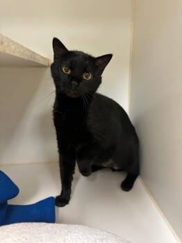 Shadow (Spring) -  Domestic Long Hair Cat for Adoption in Johnson City, Tennessee - Shadow (Spring) | PetCurious