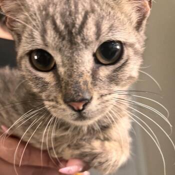 Salem -  American Shorthair Cat for Adoption in Edinburg, Texas - Salem | PetCurious