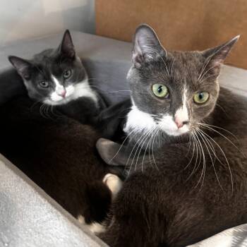 American Shorthair Cats Available for Adoption - Nova And Luna - 7 Month Old - Bonded Loving Sisters | PetCurious