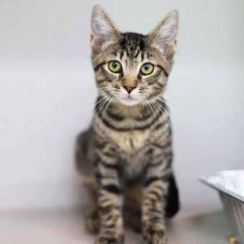 Pip -  Domestic Short Hair Cat for Adoption in Atlanta, Georgia - Pip | PetCurious