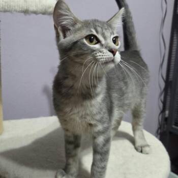 CHEVELLE -  Domestic Short Hair Cat for Adoption in Loveland, Colorado - CHEVELLE | PetCurious