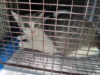A657248 -  Domestic Short Hair Cat for Adoption in Houston, Texas - A657248 | PetCurious