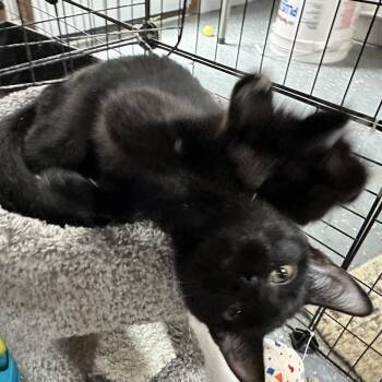 Hana -  Domestic Short Hair Cat for Adoption in Nokesville, Virginia - Hana | PetCurious