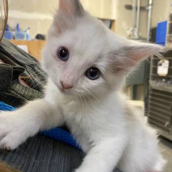 Domestic Long Hair Cats Available for Adoption in Idaho Falls, Idaho - Ivy | PetCurious