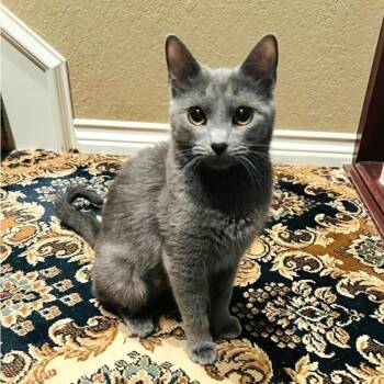 Rescue Domestic Short Hair Cats for Adoption in Warr Acres, Oklahoma - Maisy | PetCurious