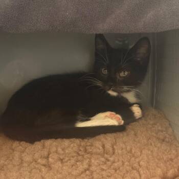 Reggie -  Domestic Short Hair Cat for Adoption in Ojai, California - Reggie | PetCurious