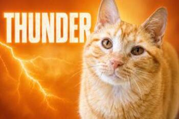 Thunder (FCID# 03/16/2026 - 502 Brookhaven PS) C -  Tabby Cat for Adoption in Greenville, Delaware - Thunder (FCID# 03/16/2026 - 502 Brookhaven PS) C | PetCurious