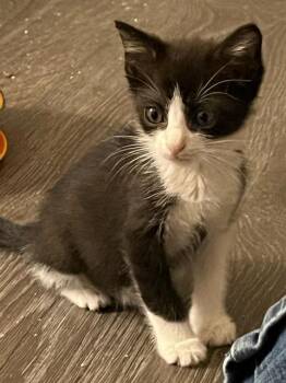 Rescue Domestic Short Hair Cats for Adoption in Tallahassee, Florida - FISK | PetCurious