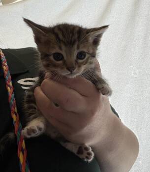 Domestic Short Hair Cats Available for Adoption in Salt Lake City, Utah - *Chocolate Chip* | PetCurious