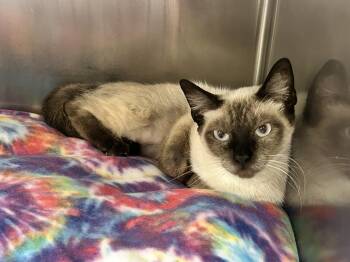 Jasmin -  Siamese Cat for Adoption in Sudbury, Massachusetts - Jasmin | PetCurious
