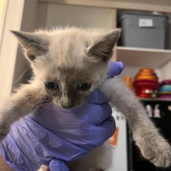 Sweet Dee -  Domestic Short Hair and Siamese Cat for Adoption in Kanab, Utah - Sweet Dee | PetCurious