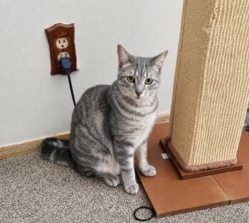 Cindelle -  Tabby Cat for Adoption in Fresno, California - Cindelle | PetCurious