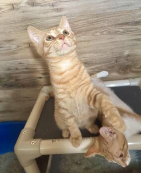 Cheeto -  Domestic Short Hair Cat for Adoption in North Tonawanda, New York - Cheeto | PetCurious