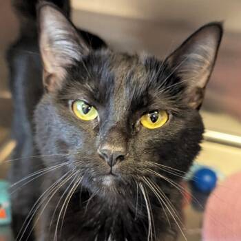Sunrise - Reduced Fee -  Domestic Short Hair Cat for Adoption in Jefferson, Wisconsin - Sunrise - Reduced Fee | PetCurious