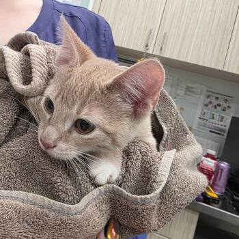 Bowser -  Domestic Short Hair Cat for Adoption in Chattanooga, Tennessee - Bowser | PetCurious