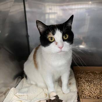 Rizzy -  Domestic Short Hair Cat for Adoption in Lyndhurst, Virginia - Rizzy | PetCurious