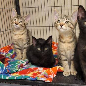 Crysta (Gwen) -  Domestic Short Hair Cat for Adoption in Milan, Illinois - Crysta (Gwen) | PetCurious