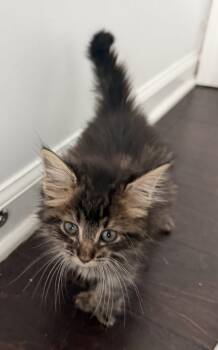 Simbo -  Domestic Long Hair and Tabby Cat for Adoption in Buford, Georgia - Simbo | PetCurious