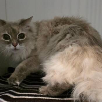 Princess -  Siamese Cat Available for Adoption in Port Angeles, Washington - Princess | PetCurious