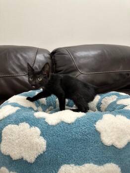Jacqueline -  Domestic Short Hair Cat for Adoption in Newberg, Oregon - Jacqueline | PetCurious