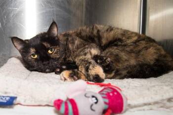 ELLIE -  Domestic Short Hair Cat for Adoption in Santa Monica, California - ELLIE | PetCurious