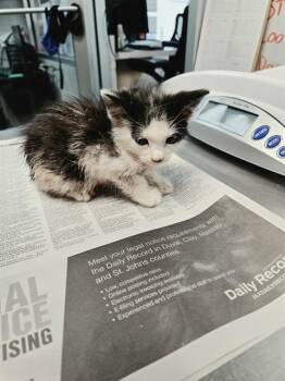 KANE -  Domestic Medium Hair Cat for Adoption in Jacksonville, Florida - KANE | PetCurious