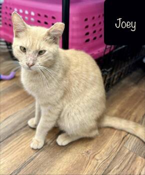 Joey -  Domestic Short Hair Cat for Adoption in Chalfont, Pennsylvania - Joey | PetCurious