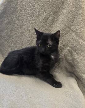Bagel -  Domestic Short Hair Cat for Adoption in Dickson, Tennessee - Bagel | PetCurious