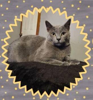 Rescue Domestic Short Hair Cats for Adoption in Dubois, Pennsylvania - Jude | PetCurious