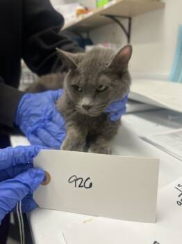 Rescue Domestic Short Hair Cats for Adoption - Earl Grey | PetCurious