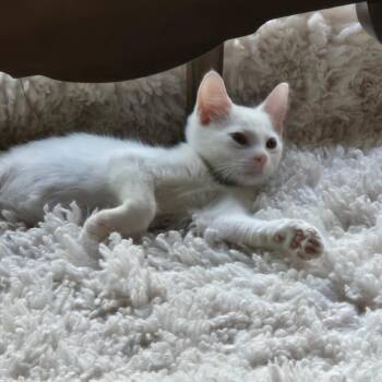 Tiki -  Domestic Short Hair Cat for Adoption in Buffalo, New York - Tiki | PetCurious