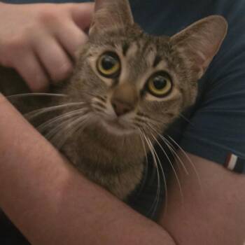 Domestic Short Hair Cats Available for Adoption in Cheyenne, Wyoming - Solar | PetCurious