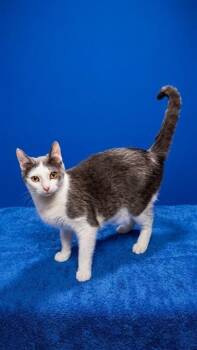 TOMATO -  Domestic Short Hair Cat for Adoption in Jacksonville, Florida - TOMATO | PetCurious