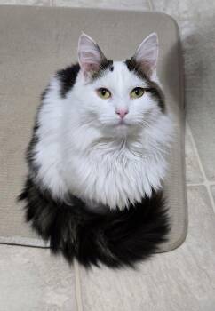 Rescue Domestic Long Hair Cats for Adoption in Powdersville, South Carolina - River | PetCurious