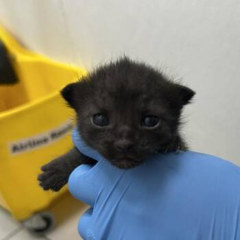 Georgie -  Domestic Short Hair Cat for Adoption in Newark, New Jersey - Georgie | PetCurious