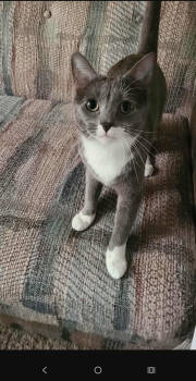 Rescue Domestic Short Hair Cats for Adoption - Kiwi | PetCurious