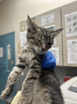 TRUFFLE -  Domestic Short Hair Cat for Adoption in Las Vegas, Nevada - TRUFFLE | PetCurious