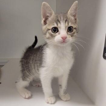 Domestic Medium Hair Cats Available for Adoption in Phoenix, Arizona - Dumpling | PetCurious