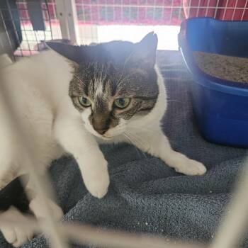 Bahamas Mama -  Domestic Short Hair Cat for Adoption in Melbourne, Florida - Bahamas Mama | PetCurious