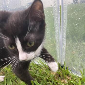 Skunk -  Domestic Short Hair Cat for Adoption in Rocky Mount, Virginia - Skunk | PetCurious