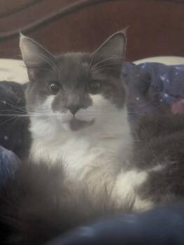 Domestic Medium Hair Cats Available for Adoption - Amari | PetCurious