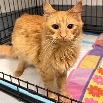 Chester -  Domestic Medium Hair Cat for Adoption in Trenton, New Jersey - Chester | PetCurious