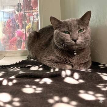 Domestic Short Hair Cats Available for Adoption in Methuen, Massachusetts - PEWTER | PetCurious