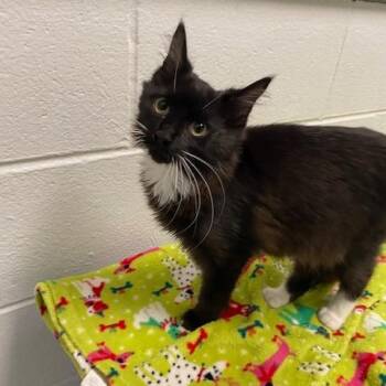Domestic Medium Hair Cats Available for Adoption in Dayton, Ohio - Carl | PetCurious