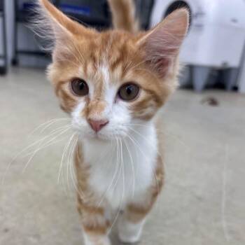 Cosmo -  Domestic Medium Hair Cat for Adoption in Richmond, Missouri - Cosmo | PetCurious