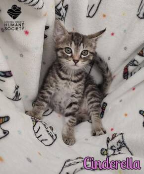 Cinderella -  Domestic Short Hair Cat for Adoption in Heath, Ohio - Cinderella | PetCurious