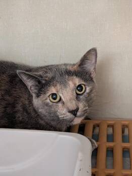 Domestic Short Hair Cats Available for Adoption in Blue Earth, Minnesota - Stormie | PetCurious
