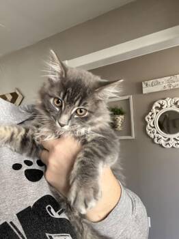 Domestic Long Hair Cats Available for Adoption - Dusty | PetCurious