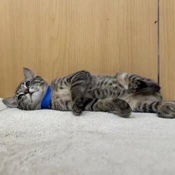 Georgie -  Domestic Medium Hair Cat for Adoption in Brentwood, Missouri - Georgie | PetCurious